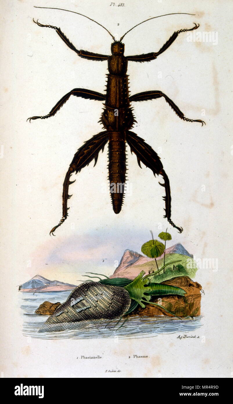 Französisch, farbige Illustration, um 1884, zeigt ein Blatt Insekt (phylliidae). Sie kommen aus Südasien über Südostasien bis Australien. Stockfoto
