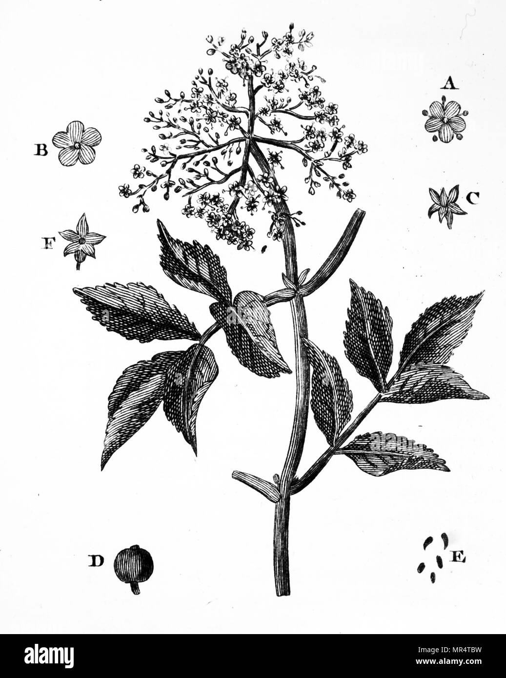 Gravur mit einer Stichprobe von Älteren. Sambucus nigra (Holunder) ist ein Komplex von Blütenpflanzen in der Familie Adoxaceae in den meisten Teilen von Europa und Nordamerika. Gemeinsamen Namen gehören Elder, Holunder, Schwarzer Holunder, Europäischen Elder, Europäische Holunder und Europäischen schwarzen Holunder. Vom 19. Jahrhundert Stockfoto