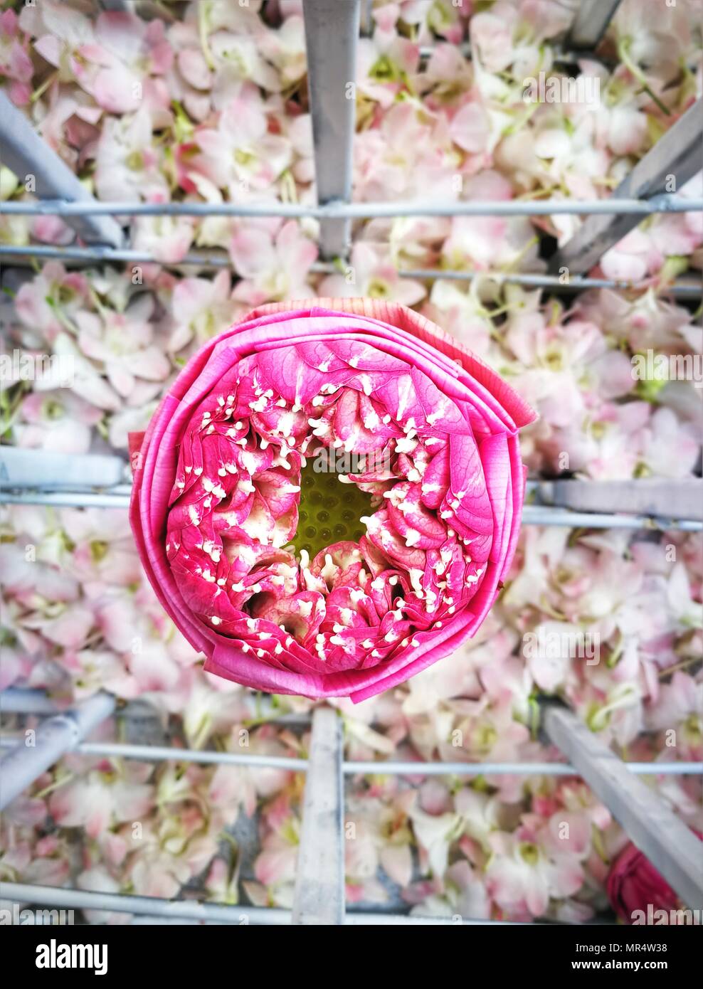Gefaltete Blütenblatt rosa Lotus oder Seerose Blumen für die Dekoration Stockfoto