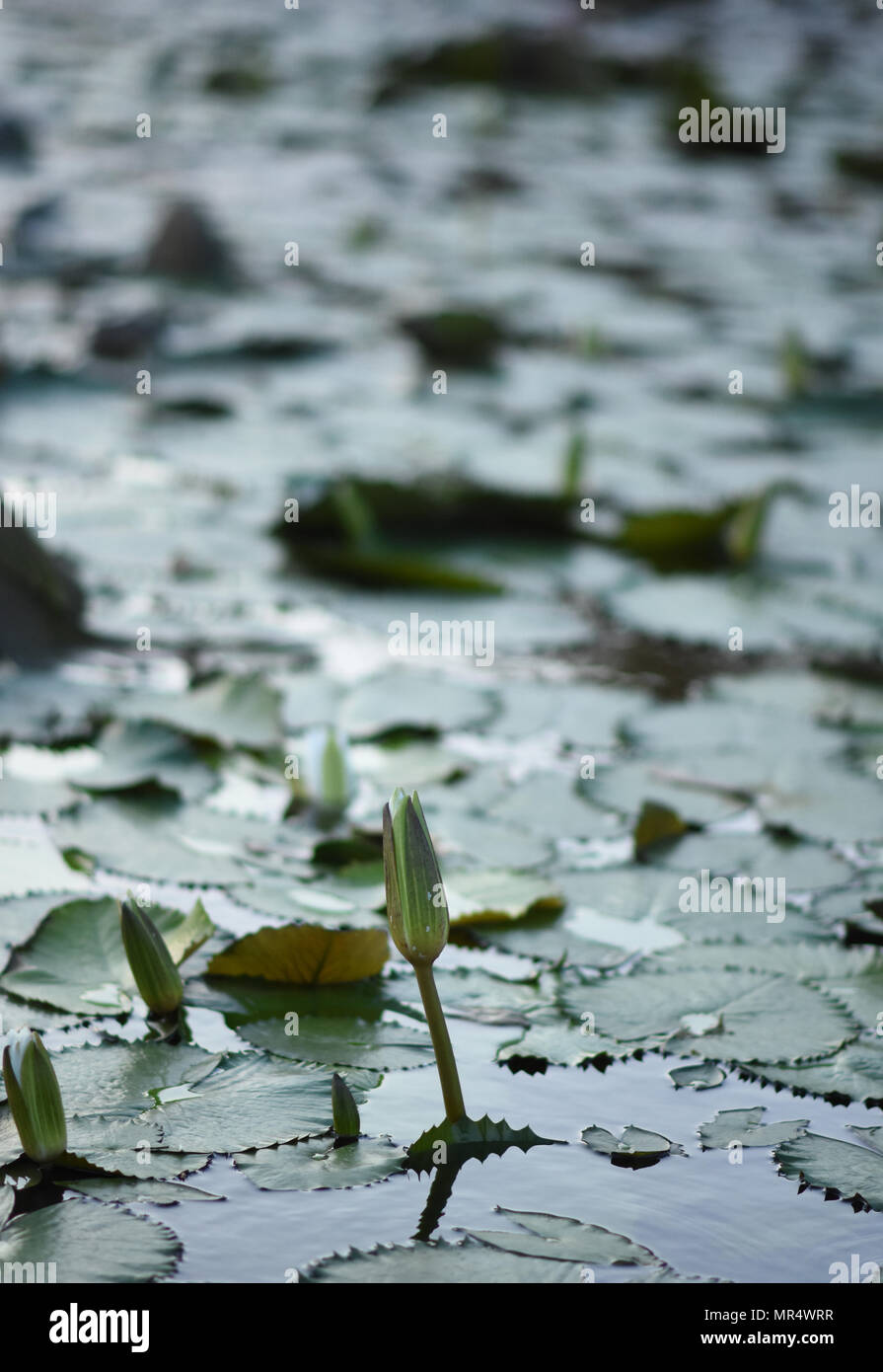 Lotus Blume im Teich Stockfoto