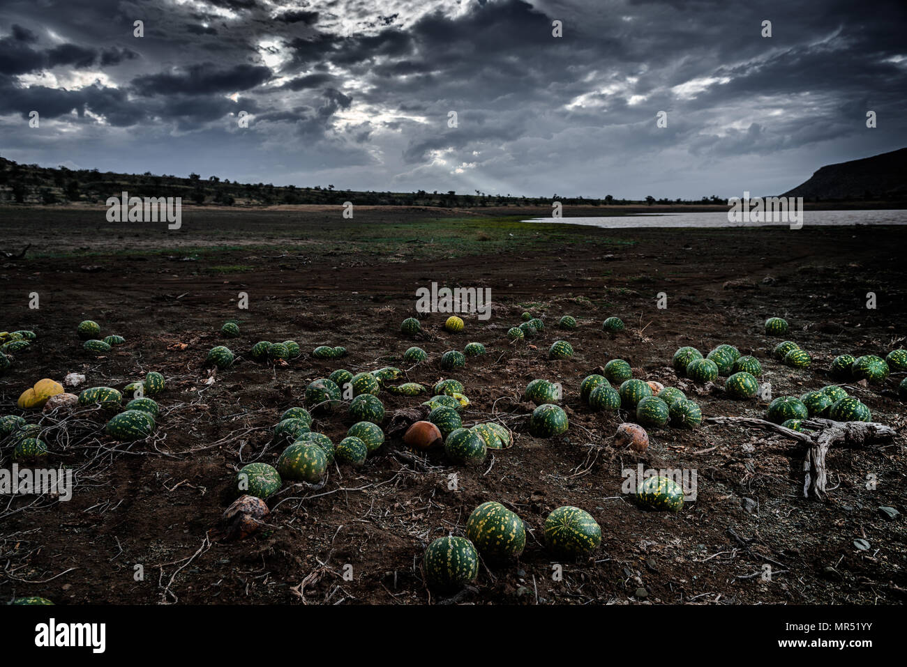 Ungenießbaren wild Squash wächst in den Becken von einem Bauernhof Damm in Trockenheit in der südafrikanischen Provinz Eastern Cape Stockfoto