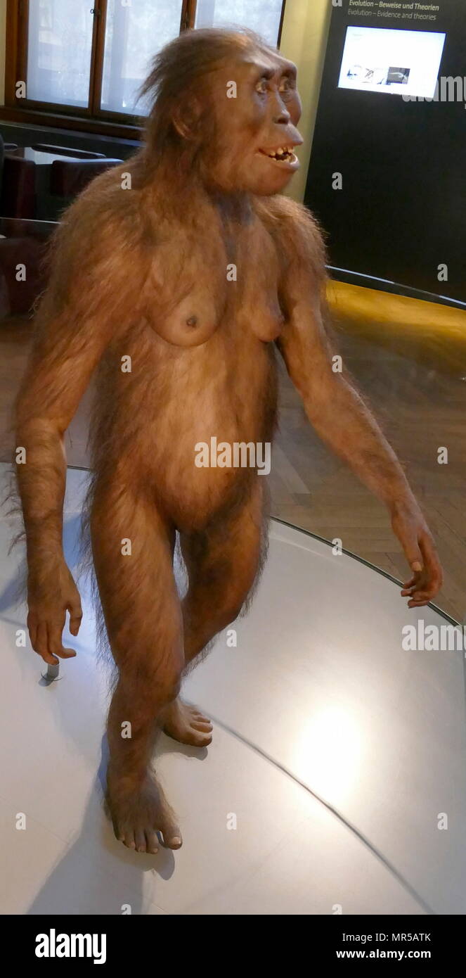Rekonstruktion eines Australopithecus afarensis (Südliche ape aus der Ferne), eine ausgestorbene Homininen, die zwischen 3,9 und 2,9 Millionen Jahren gelebt haben. A. Afarensis war schlank gebaut, wie der jüngere Australopithecus Africanus. Gedacht, um mehr in engem Zusammenhang zu der Gattung Homo (die auch die moderne menschliche Spezies Homo sapiens). In Hadar, Äthiopien. Vom 3 Mio. Jahre v. Chr. Stockfoto