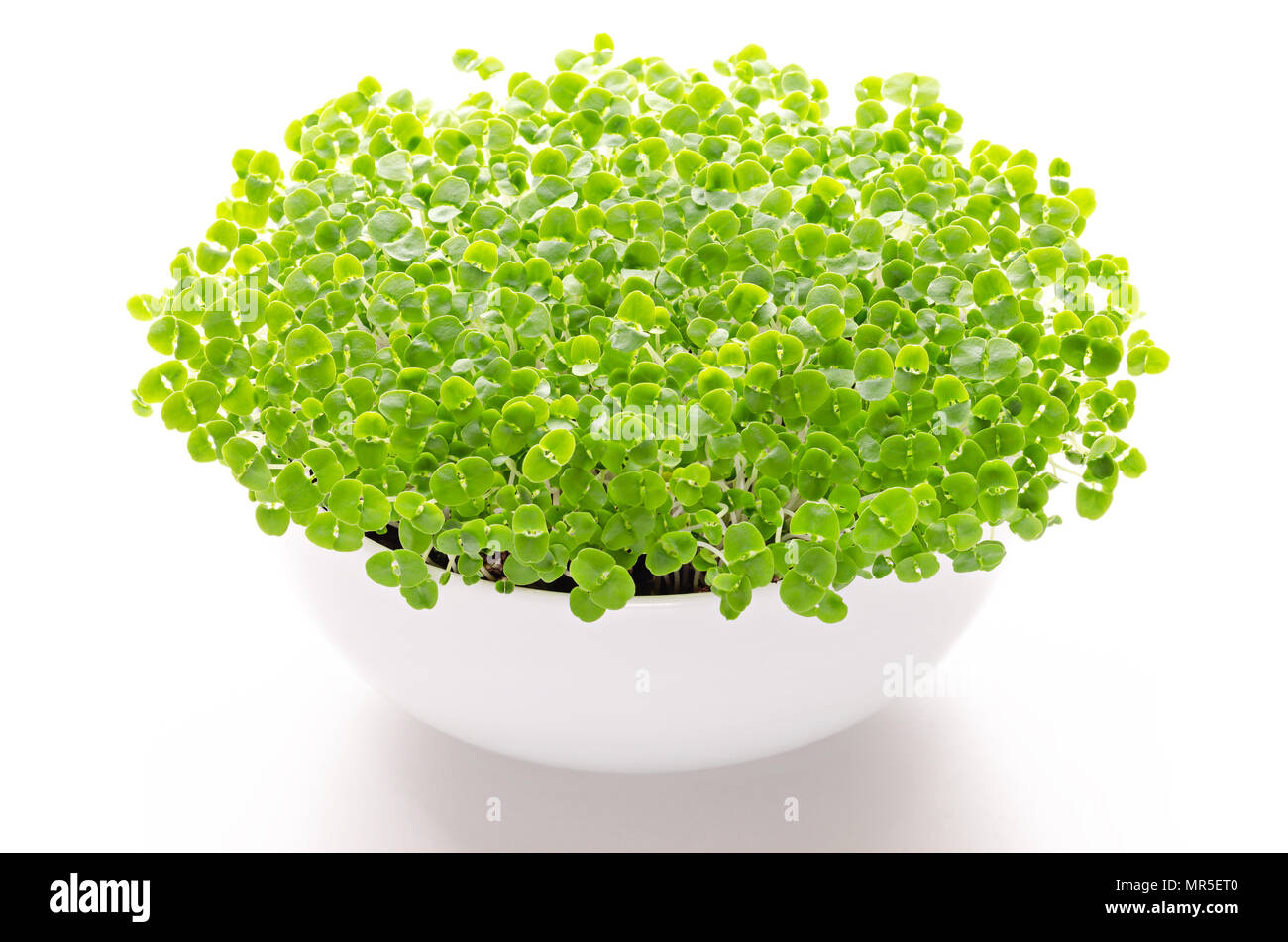 Basilikum microgreens in Weiß Schüssel, Vorderansicht, über Weiß. Sprossen, grüne Sämlinge, Jungpflanzen, Blätter und Keimblättern von Ocimum basilicum. Stockfoto