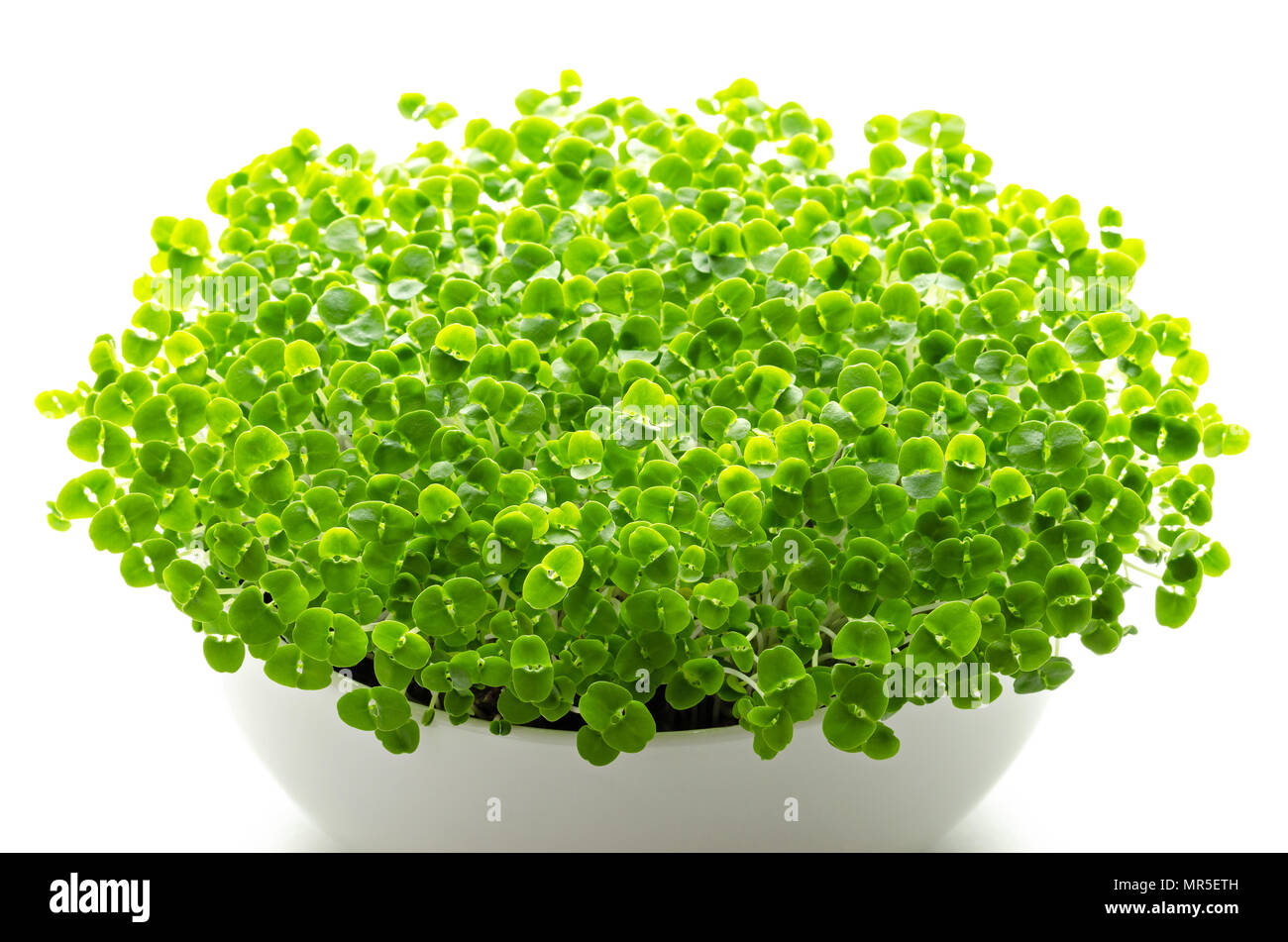 Basilikum microgreens in weiße Schüssel. Sprossen, grüne Sämlinge, Jungpflanzen, Blätter und Keimblättern von Ocimum basilicum, auch Saint-Joseph's - Würze. Stockfoto