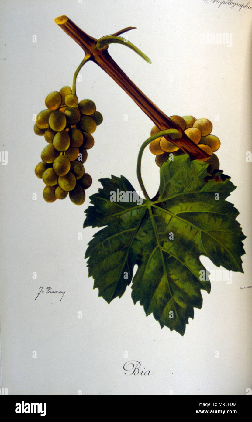 Abbildung: Trauben aus einer Französischen, allgemeine Abhandlung über Weinbau (Anbau von Weintrauben für Wein); 1905 Stockfoto
