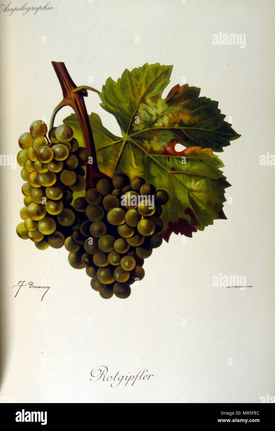 Abbildung: Trauben aus einer Französischen, allgemeine Abhandlung über Weinbau (Anbau von Weintrauben für Wein); 1905 Stockfoto