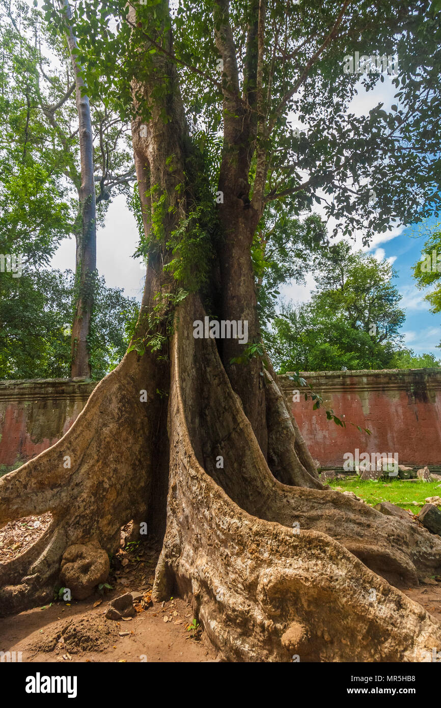 Eine große herrliche Seide - Cotton Tree in der Einhausung des berühmten Ta Prohm (rajavihara) Tempel in Angkor, Siem Reap, Kambodscha. Stockfoto