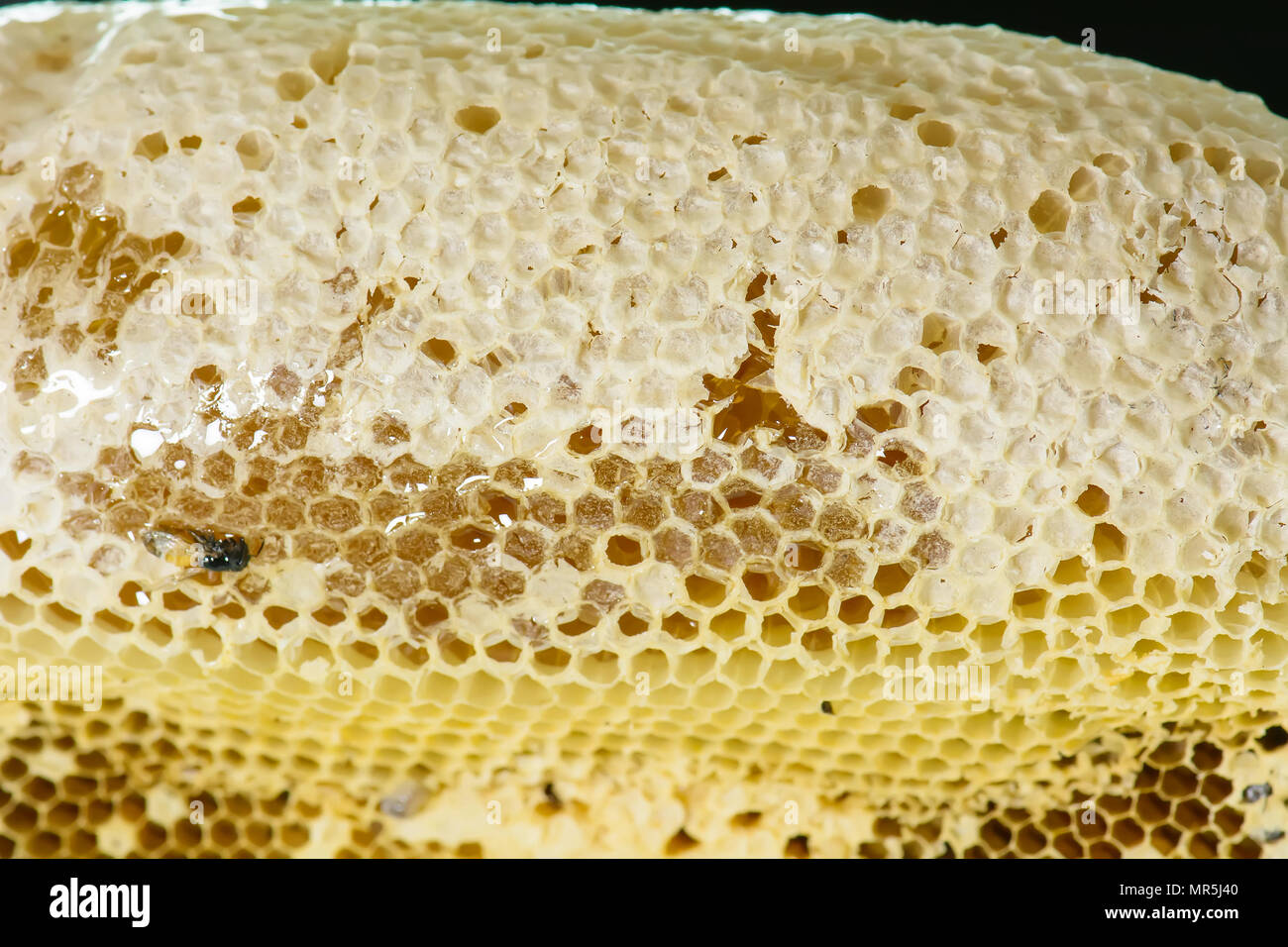 Nest von APIS FLOREA besteht ein Embryo, Erwachsener und süßes Wasser. Apis florea oder Zwerg honey bee ist eine von zwei Arten der Kleinen. Stockfoto