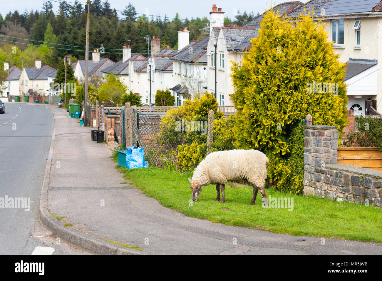Frei lebende Schafe im Wald von Dean auf Brassen, Gloucestershire, Großbritannien Stockfoto