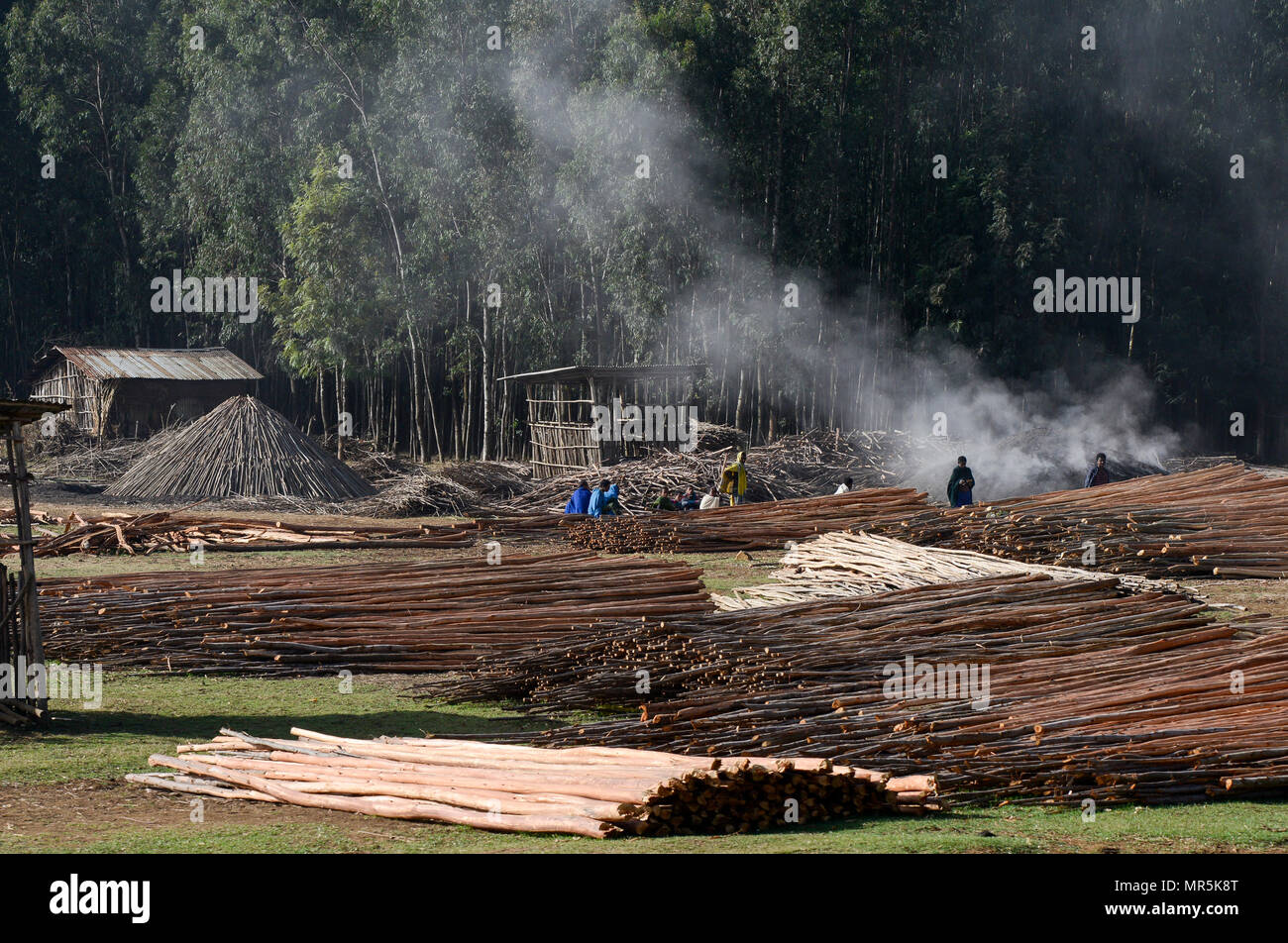 Äthiopien, Bahir Dar, Eukalyptus Wald und Köhler/AETHIOPIEN, Bahir Dar, Forst mit dampfgrotten Baeumen und Koehlerei zur Herstellung von Holzkohle Stockfoto