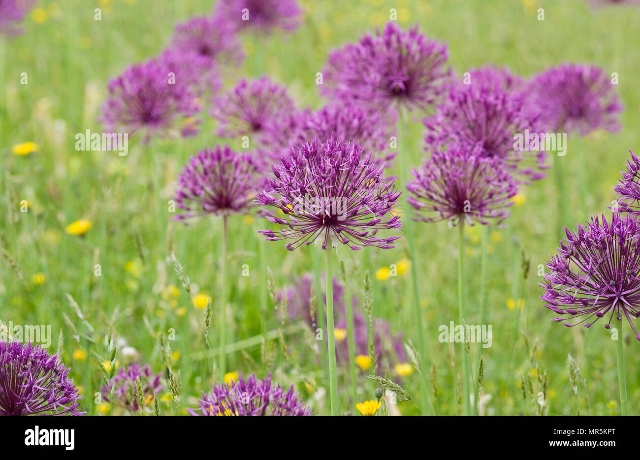 Allium 'Purple Rain' an der RHS Wisley Garden. Stockfoto