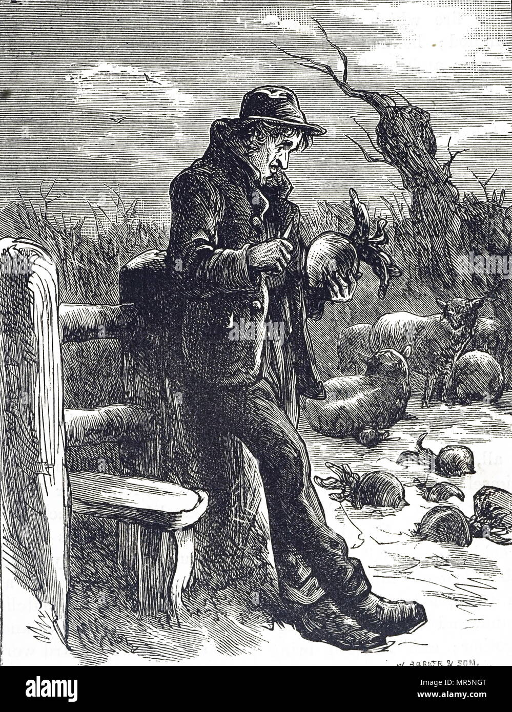 Kupferstich mit der Darstellung eines hungernden Landarbeiter essen eine roh Rübe, die im Feld als Futter für Schafe gebracht worden ist. Vom 19. Jahrhundert Stockfoto