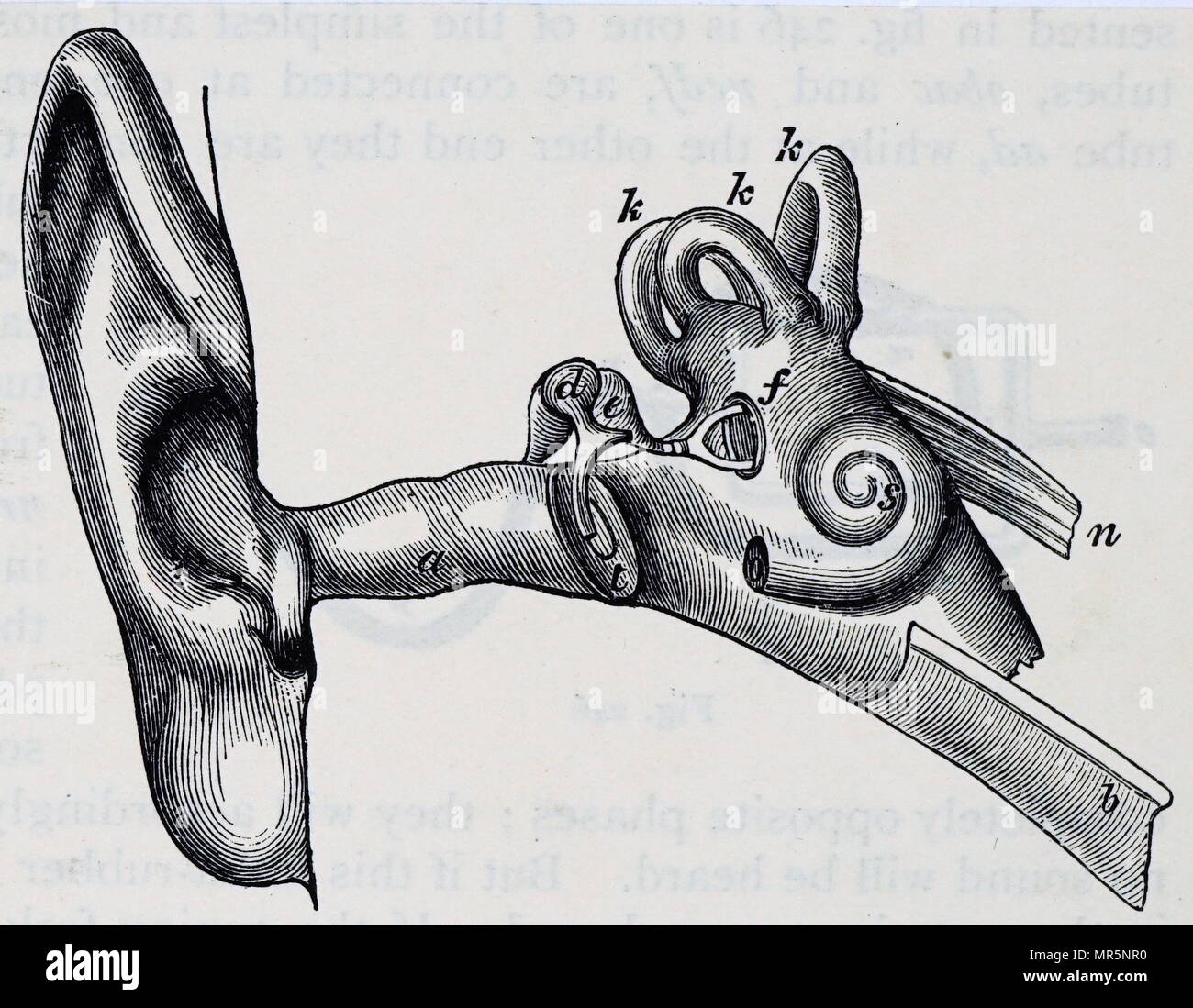 Diagramm des menschlichen Ohres. A: auditive Passage. T: Tympanon. D: Hammer. E: Amboss. F: steigbügel und mündliche Fenster. B: Eustachische Röhre. K: halbrunden Kanäle. S: Cochlea. Vom 20. Jahrhundert Stockfoto