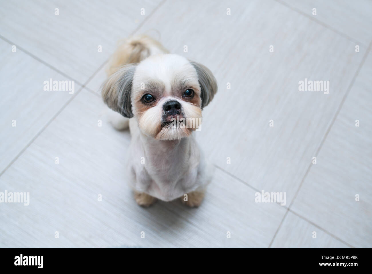 Shih Tzu dog sitting in Küche und bittet Besitzer etwas zu Essen Stockfoto