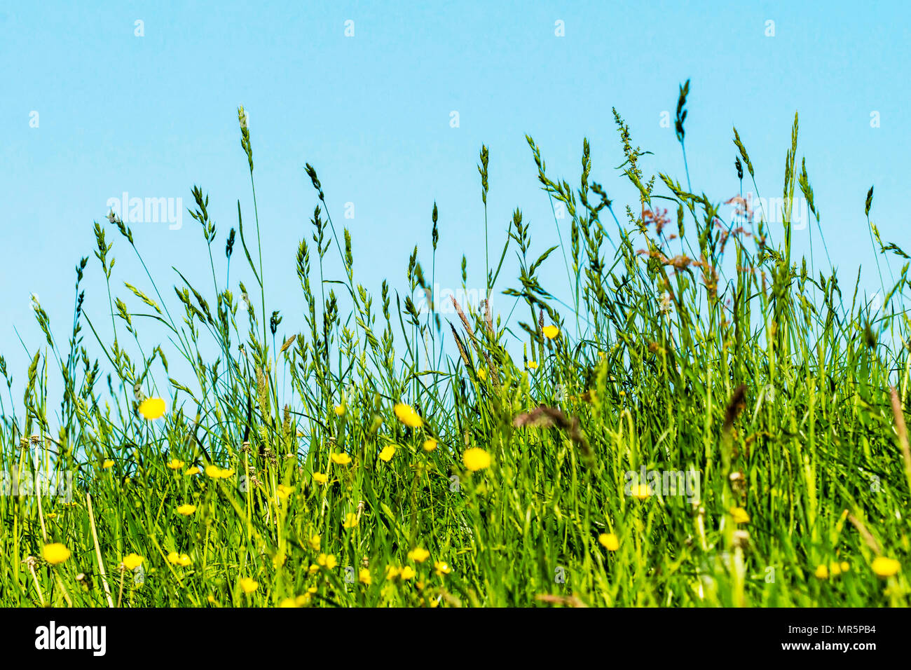 Heuschnupfen allergie Stockfotos und bilder Kaufen Alamy
