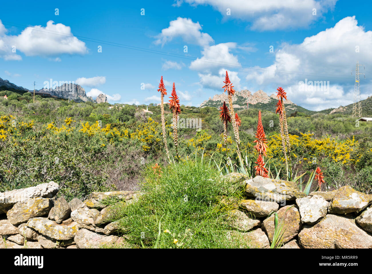 Aloe vera Blumen und Pflanzen Stockfoto