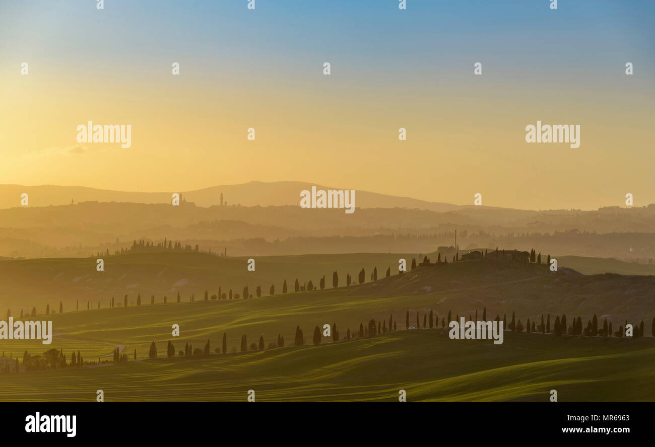 Sonnenuntergang über hügelige Landschaft mit Pine Avenue, hinter Siena, Asciano, Toskana, Italien Stockfoto