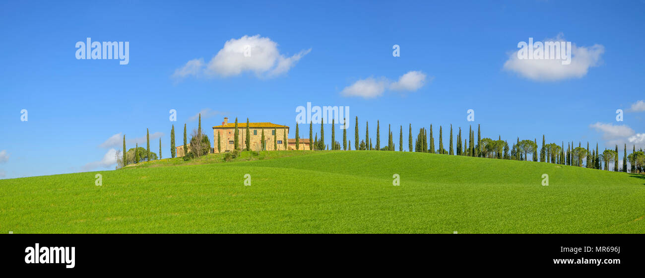 Grünes Feld mit Cypress Avenue und Farmstead, blauer Himmel mit Wolken, San Quirico d'Orcia, Val d'Orcia, Toskana, Italien Stockfoto