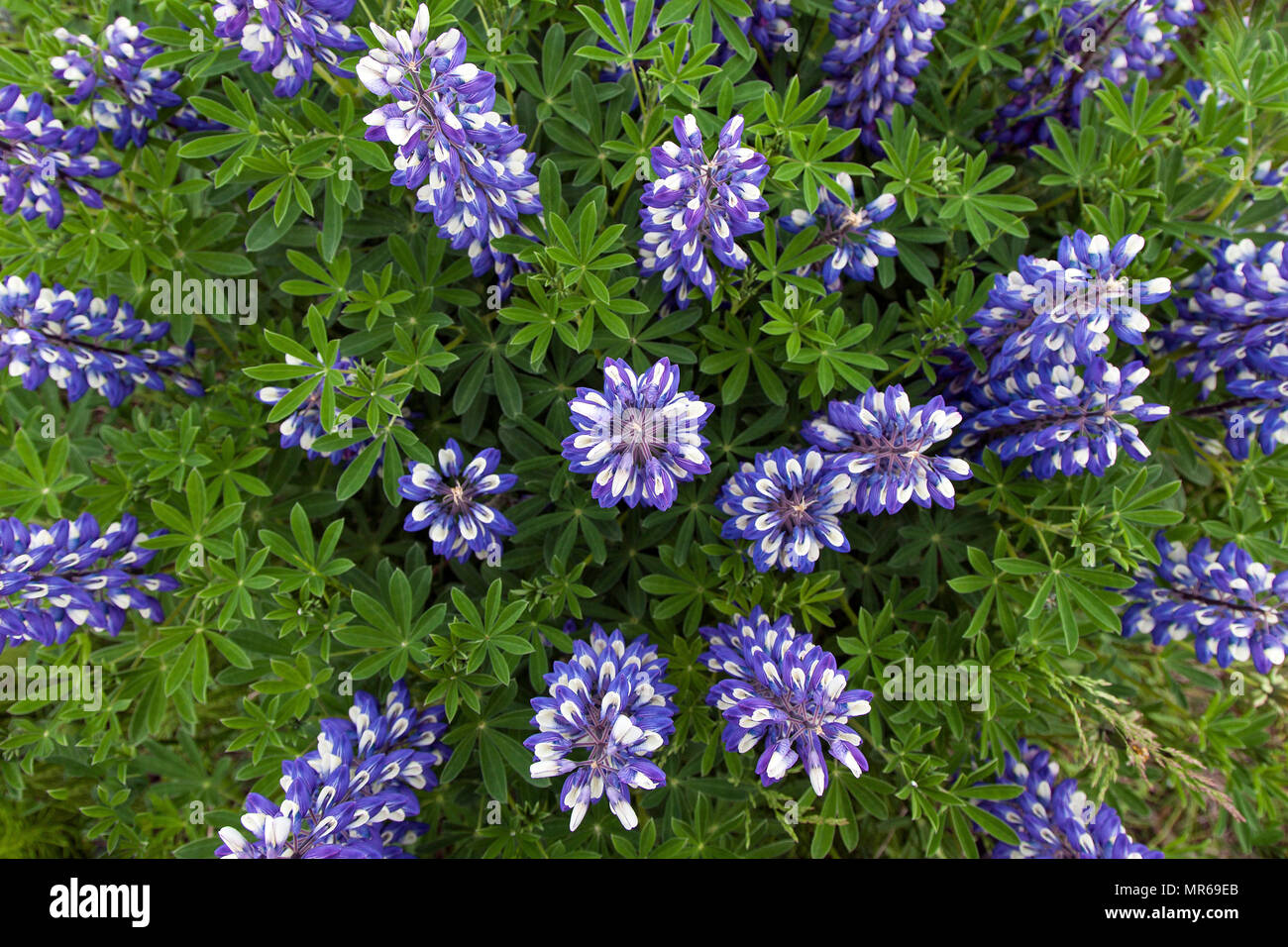 Blau Nootka Lupine (Lupinus nootkatensis), in der Nähe von Húsavík, Northern Island, Island Stockfoto