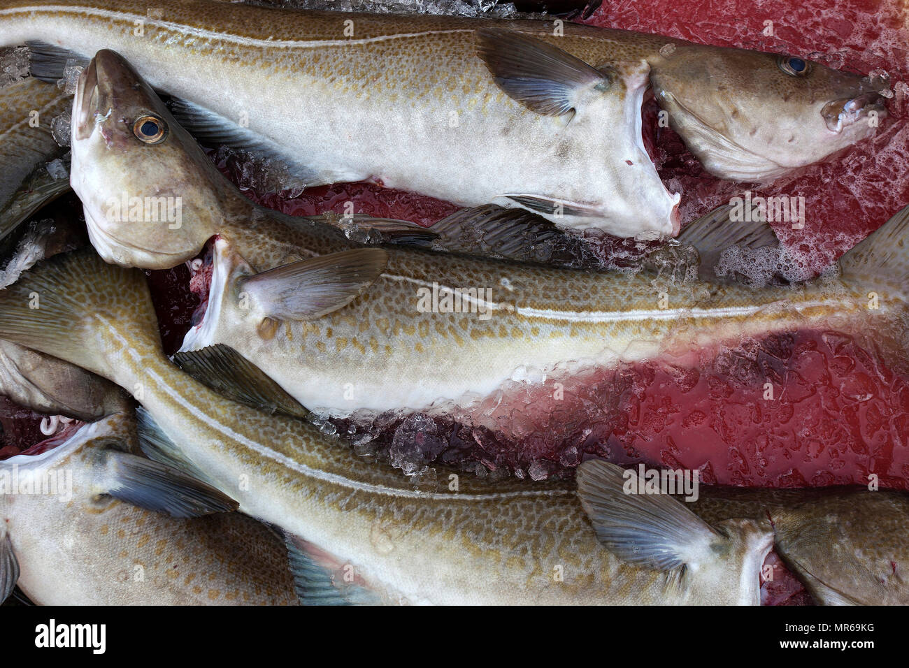 Frisch gefangenen Fisch, Kabeljau (Gadus morhua), Fischerhafen von Husavik, Northern Island, Island Stockfoto