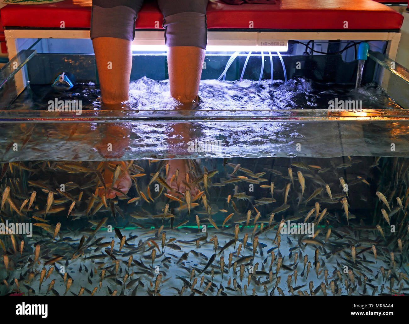 Füße hängen im Aquarium mit Fischen, tote Haut von den Füßen zu entfernen, Phuket, Thailand Stockfoto
