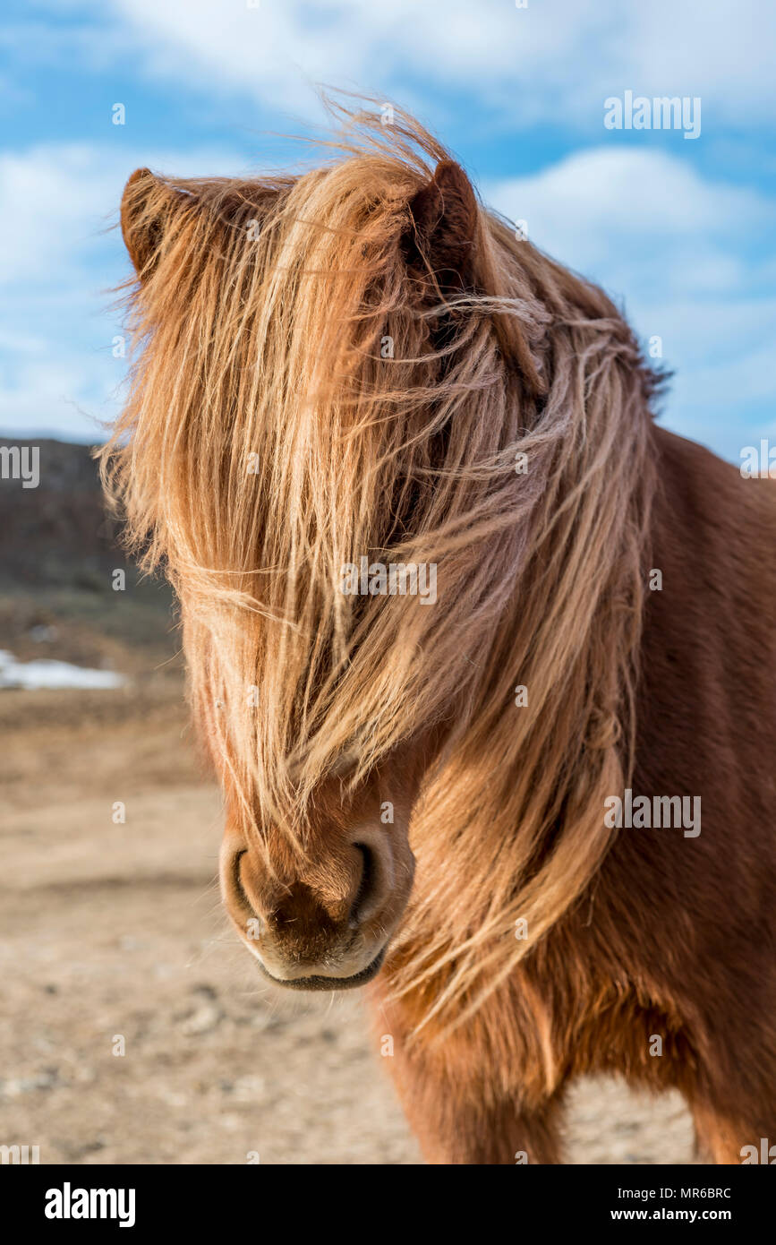 Isländische Pferd (Equus przewalskii f. caballus), braun, mit geblasenem Mähne, Tier Portrait im südlichen Island, Island Stockfoto