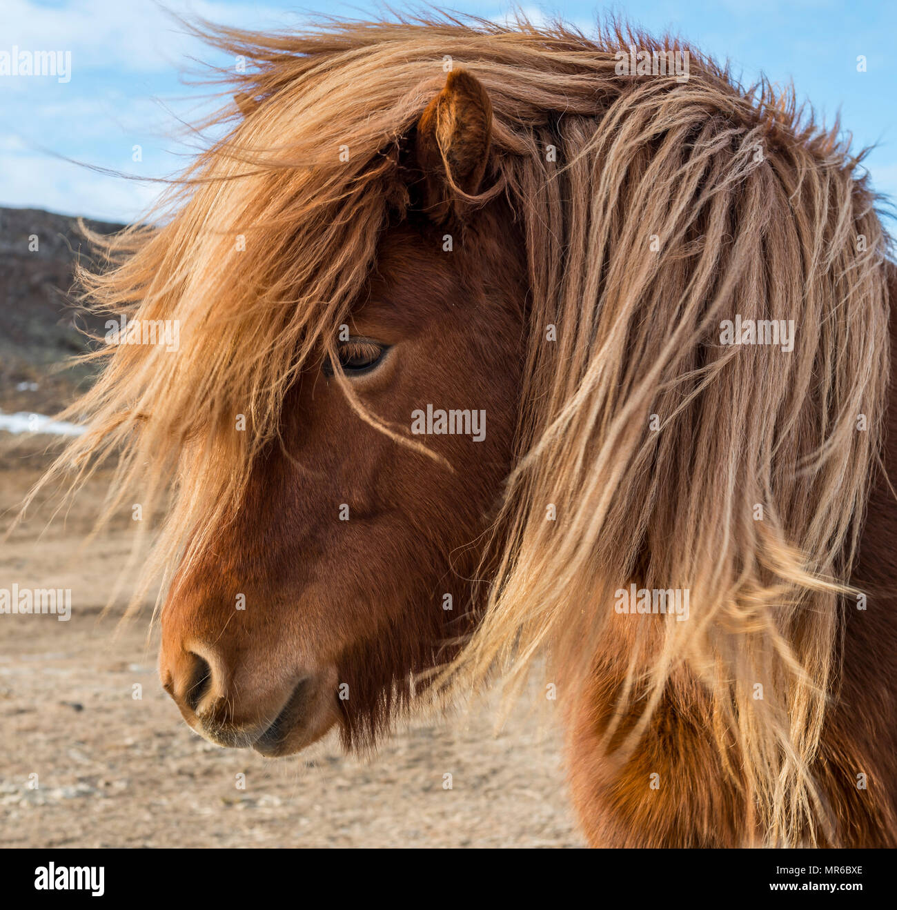 Isländische Pferd (Equus przewalskii f. caballus), braun, mit geblasenem Mähne, Tier Portrait im südlichen Island, Island Stockfoto