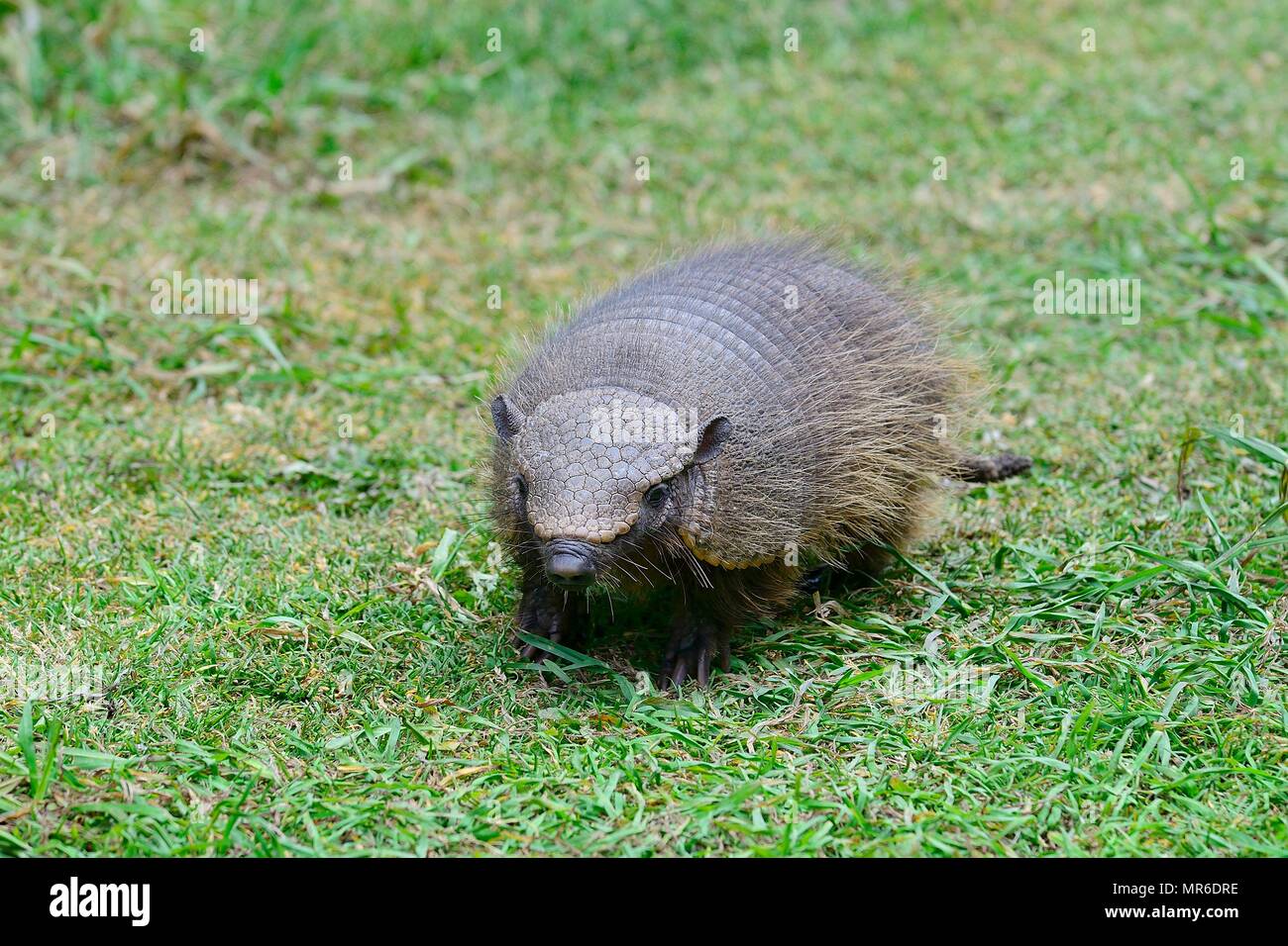 Big hairy Armadillo (Chaetophractus Villosus) im Gras, Parque Nacional Torres del Paine, Region de Magellanes, Chile Stockfoto