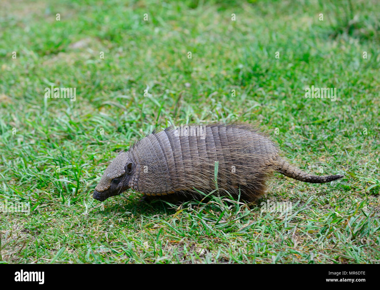 Big hairy Armadillo (Chaetophractus Villosus) läuft im Gras, Parque Nacional Torres del Paine, Region de Magellanes, Chile Stockfoto