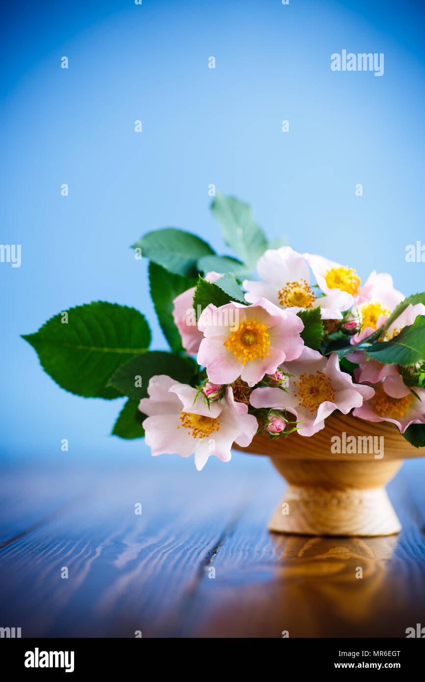 Schönen blühenden Rosen und eine Grußkarte für die Mutter Stockfoto