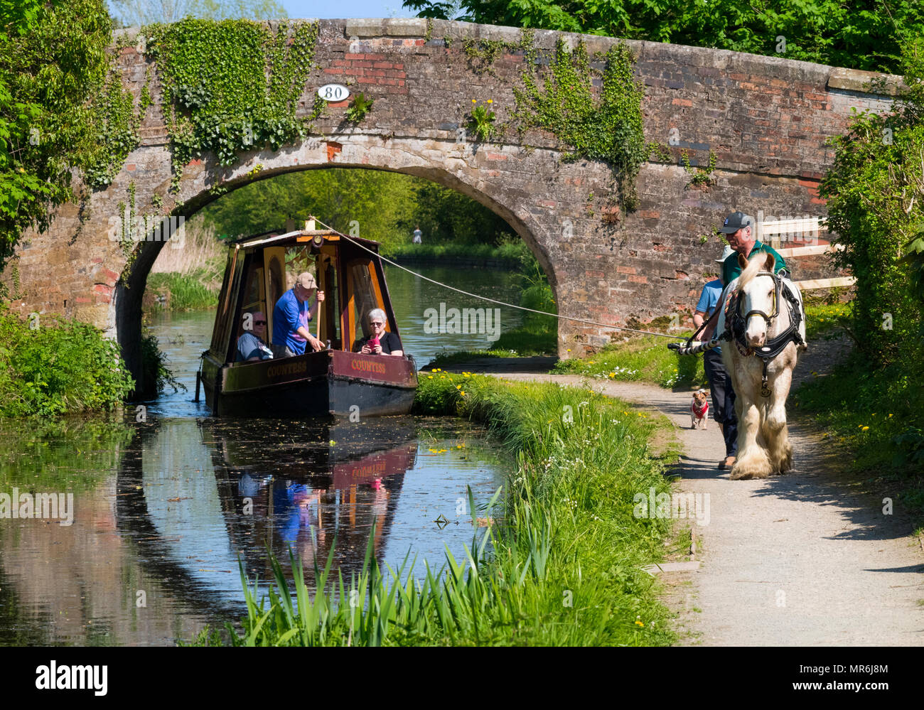 Von Pferden gezogene Kanal Boot auf der Montgomery Kanal bei Maesbury, Shropshire. Stockfoto