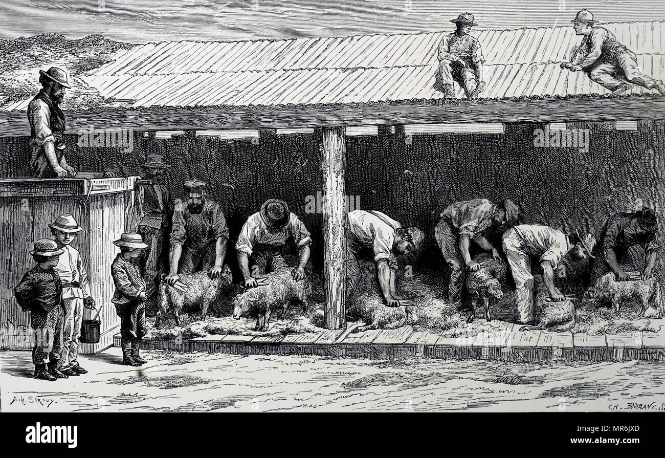 Gravur Darstellung Schafe sheering in Western Australia. Vom 19. Jahrhundert Stockfoto