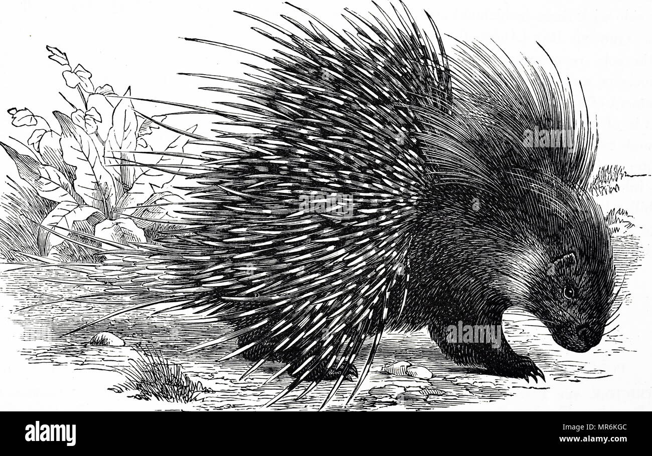 Kupferstich mit der Darstellung eines Stachelschweine Stachelschweine sind rodentian Säugetiere mit einem Mantel von scharfen Dornen oder Stacheln, die vor Fressfeinden schützen. Vom 19. Jahrhundert Stockfoto