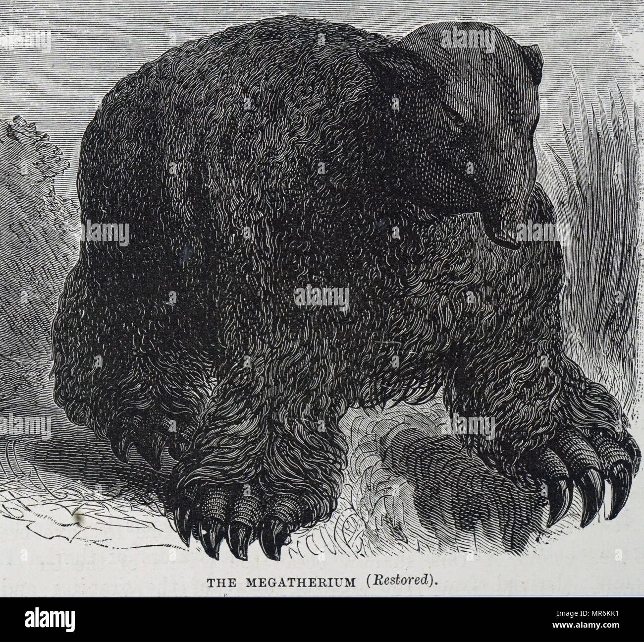 Kupferstich mit der Darstellung eines Megatherium, eine Gattung der Elefant mittleren Boden Faultiere endemisch in Südamerika, die von den frühen Pliozän bis zum Ende des Pleistozän gelebt. Vom 19. Jahrhundert Stockfoto