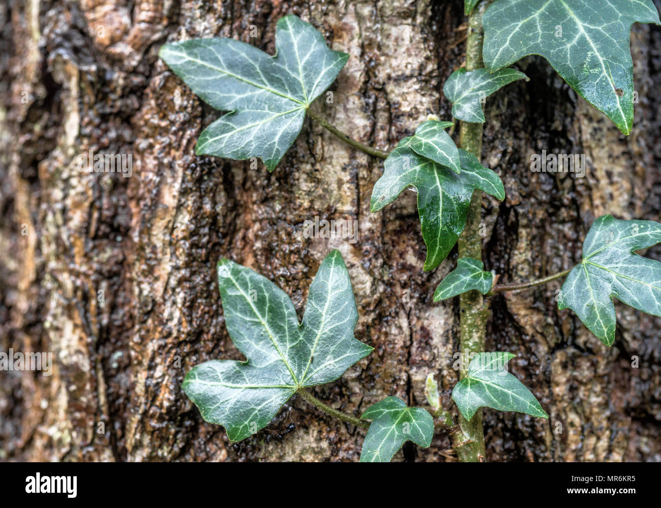 efeutute hngend Epipremnum Aureum (Efeutute) kaufen? | Hngepflanze