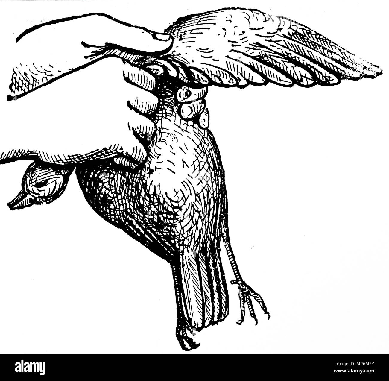 Kupferstich mit der Darstellung der ZUPFEN eines kleinen Spiel Bird. Vom 20. Jahrhundert Stockfoto