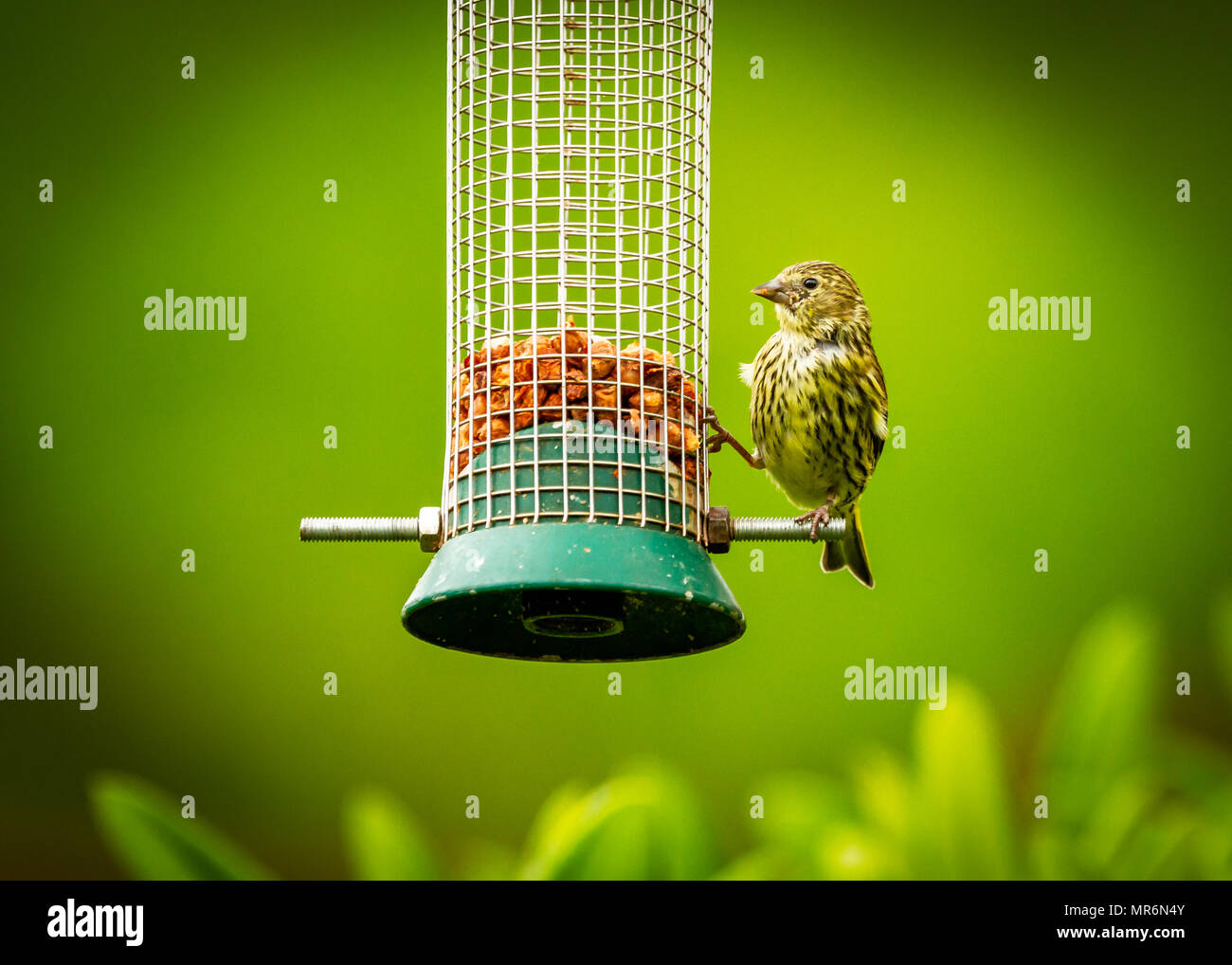 Weibliche Siskin Sitzen auf Garten Mutter des Schrägförderers Stockfoto