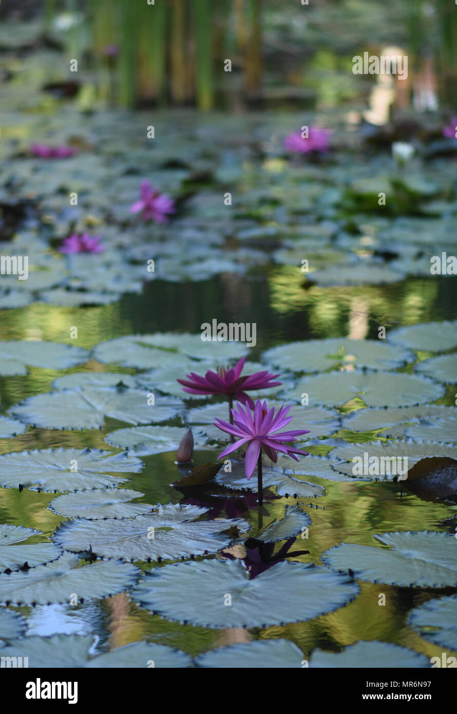 Lotus Blume im Teich Stockfoto