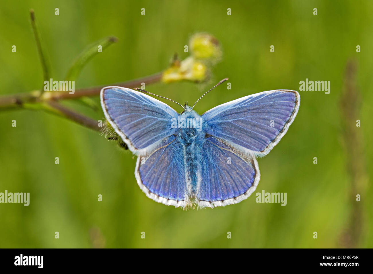 Männliche gemeinsame Blau (Polyommatus icarus) Stockfoto