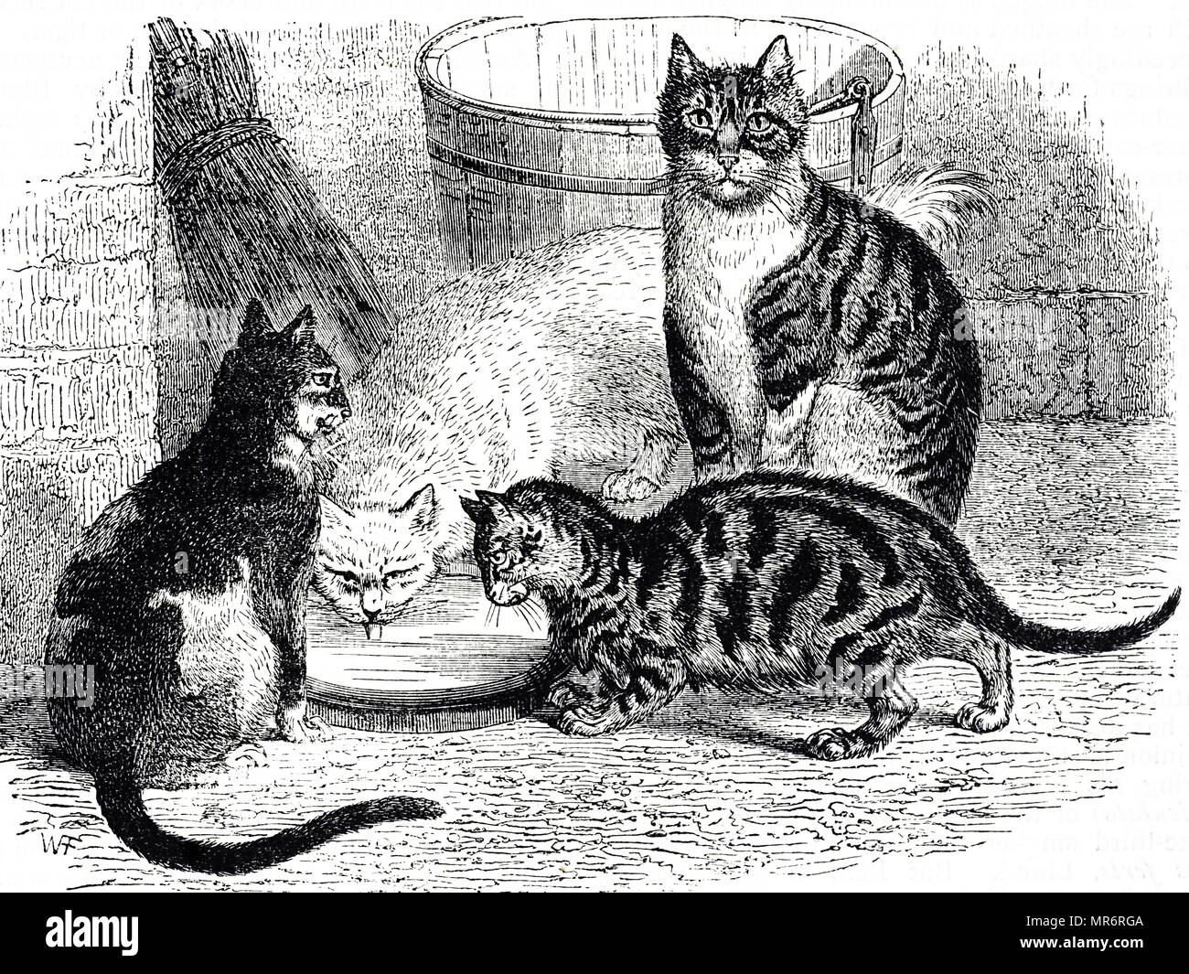 Gravur Darstellung verschiedener Rassen Hauskatzen: Schildpatt, Weiß und Tabby. Vom 19. Jahrhundert Stockfoto