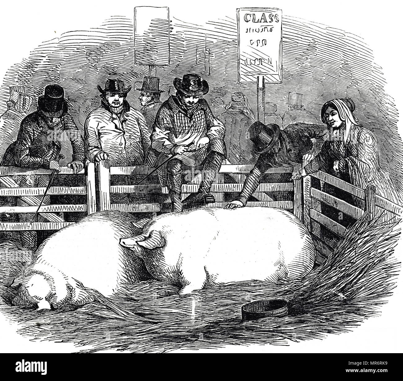 Kupferstich mit der Darstellung der Preis Schweine auf dem Weihnachtsmarkt Schlachtvieh zeigen, London. Vom 19. Jahrhundert Stockfoto