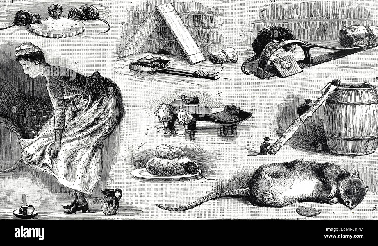 Kupferstich mit der Darstellung der verschiedenen Methoden der Ausrottung der Ratten. Vom 19. Jahrhundert Stockfoto