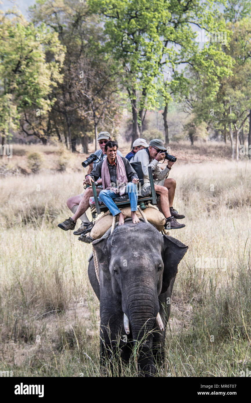Mahout und Touristen fotografieren auf einem asiatischen oder indischen Elefanten, Bandhavgarh Nationalpark, Tala, Madhya Pradesh, Indien Stockfoto