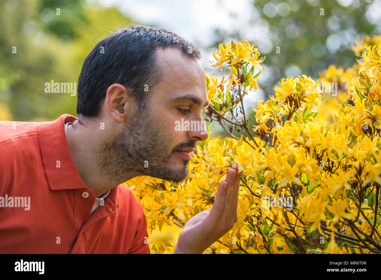 Ein junger Mann genießen den Duft von Frühling Blüte leuchtend gelben rhododenrons. Selektive konzentrieren. Stockfoto