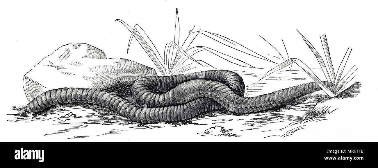 Kupferstich mit der Darstellung eines Lumbricus terrestris (gemeinsame Regenwurm), eine große rötliche Wurm Gattungsbezeichnungen weltweit. Vom 19. Jahrhundert Stockfoto