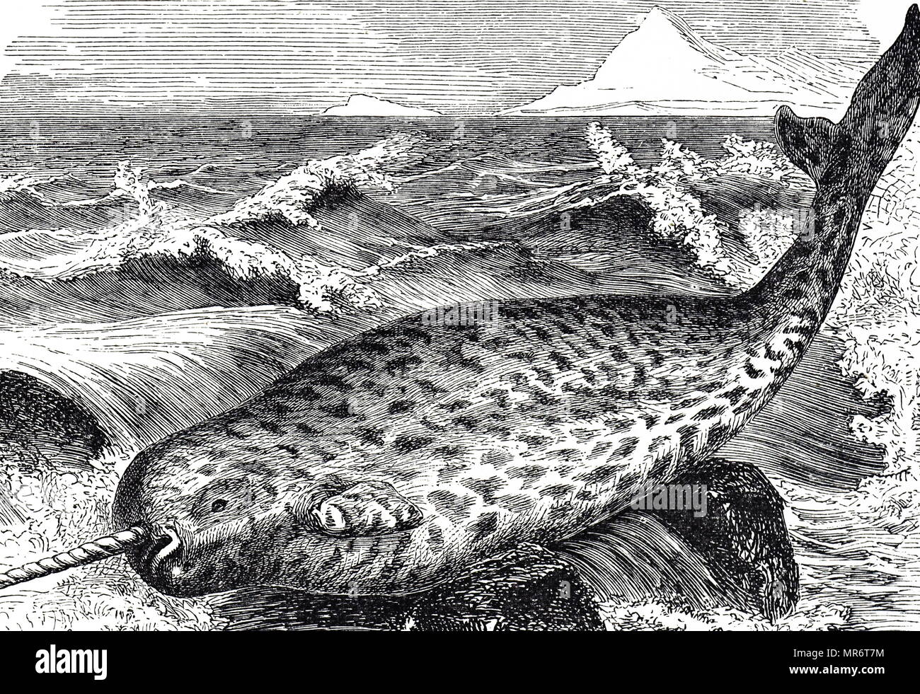Kupferstich mit der Darstellung eines Narwals, einem mittelgroßen Zahnriemen Wal, besitzt eine große 'Tusk' aus einem Hervorstehenden canine Zahn. Er lebt das ganze Jahr über in arktischen Gewässern rund um Grönland, Kanada und Russland. Vom 19. Jahrhundert Stockfoto