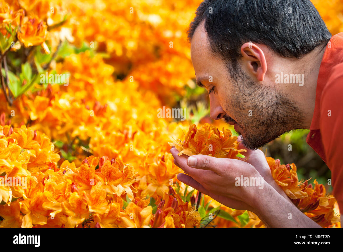 Ein junger Mann genießen den Duft von Frühling Blüte leuchtend gelben rhododenrons. Selektive konzentrieren. Stockfoto