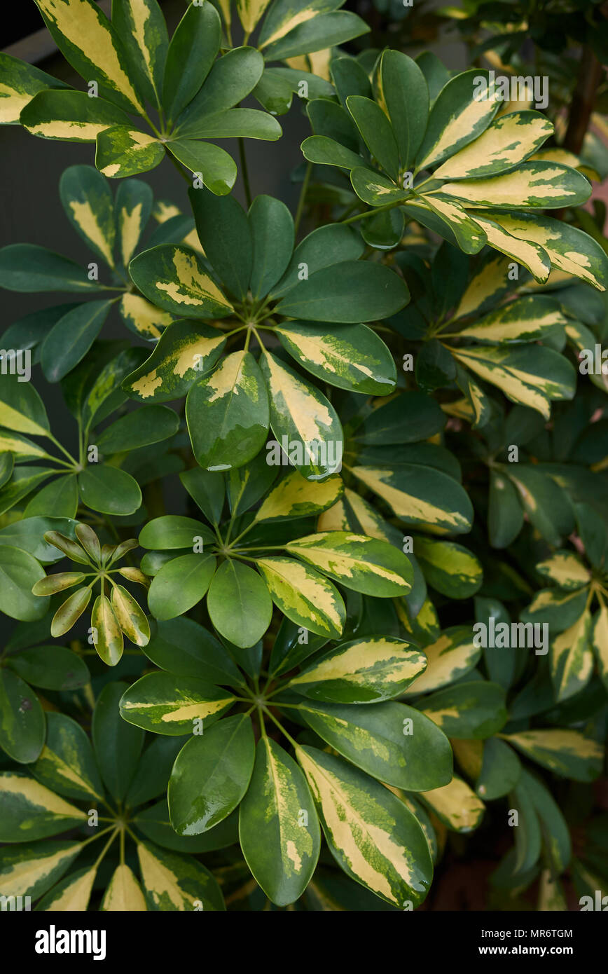 Schefflera arboricola Blätter Stockfoto
