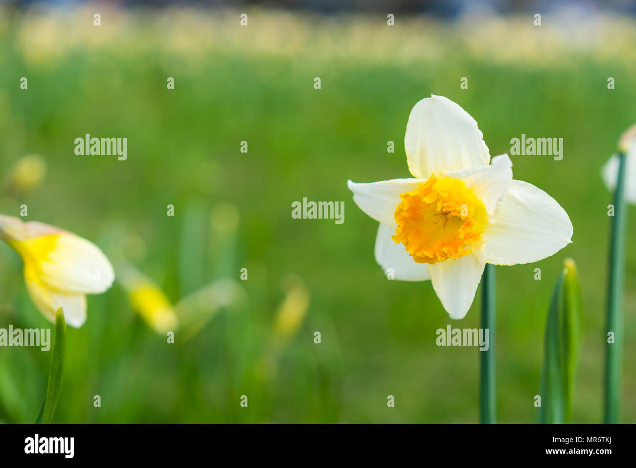 LONDON, UK-März 2018: Weiße Narzisse auf grünem Feld im Frühling Stockfoto