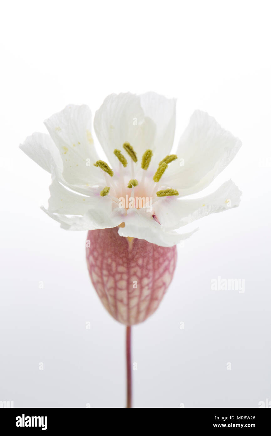 Meer Campion, Silene uniflora, wachsen hinter Chesil Beach in der Nähe der Isle of Portland. Meer Campion ist ein Salztoleranten Pflanzen und kann auf ro gefunden werden Stockfoto